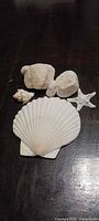 Assorted coral pieces, scallop shell and starfish laid out on dark surface