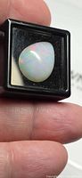 Pear cabochon opal in black gem box held between fingers