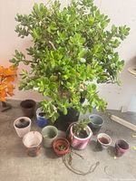 View of jade plant and row of ceramic pots