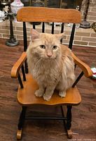 Front view of two-tone child rocking chair with cat seated