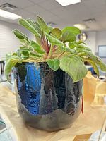 African violet in blue ceramic planter front view