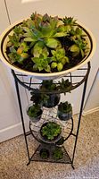 Top view of stand with bowl of Sempervivum on upper shelf and glass-potted succulents on middle shelf