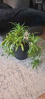 Full view of spider plant in black pot on rug
