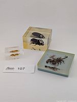 Group shot of three resin blocks showing horned beetle, scorpion, hornet/wasp