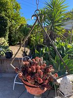 Full view of hanging planter with succulent in pot