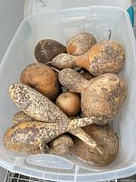 Top view showing dried gourds filling clear bin