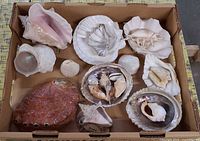 Tray of assorted shells showing overall lot contents