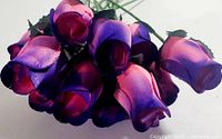 Cluster of pink/purple wooden roses showing petal colors