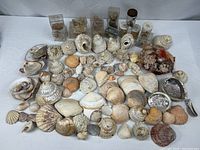 Entire collection of loose seashells and cased specimens on table