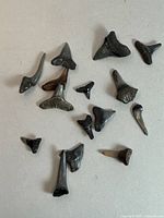 Group of roughly 15 fossil shark teeth arranged on background