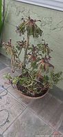 Full view of potted Aeonium succulent showing pot and foliage