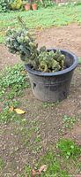 Full view of crested cactus in black pot