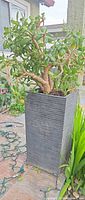 Jade plant in ribbed rectangular planter on patio