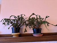 Two Christmas cactus plants in pots on stands