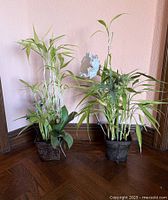 Two potted lucky bamboo plants in square planters, full view