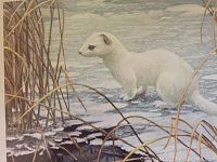 Close-up of print showing white ermine on icy water with reeds