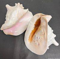 Both queen conch shells, interior and exterior visible