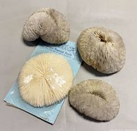 Four mushroom coral specimens, one in packaging, displayed on surface