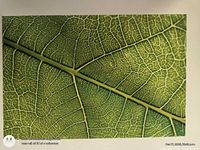 Close-up of leaf print showing vein detail