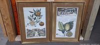 Front view of both framed botanical prints