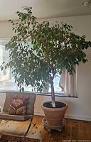 Full view of ficus tree in planter on wheeled tray