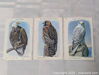 All three bird cards side by side