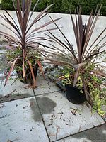 Two potted plants on patio showing overall size and type