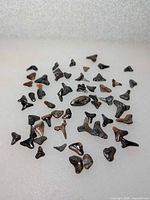 Group view of all fossil shark teeth