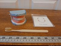 Teeth model, toothbrush, flashcards with ruler for scale