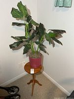Full view of plant on wood table in corner