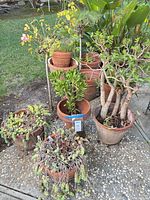 Group of nine terra-cotta pots with jade and succulents