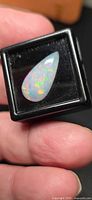 Pear cabochon jelly opal in display case showing play of colour