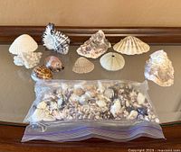 Overview of nine loose shells/coral and sealed bag of small shells