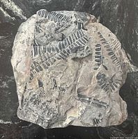 Front view showing overall fossil slab and fern patterns