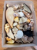 Top view of box showing variety and quantity of sea shells