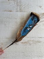 Full feather showing painted loon scene