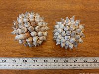 Two shell orbs beside ruler showing size