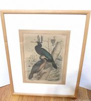 Framed bird print view