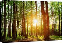 Front view of forest sunrise canvas print
