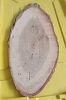 Front face of oval wood slab with growth rings visible