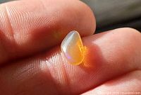 opal on fingertip showing orange body and green flash