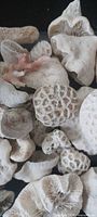 Group of white natural coral fragments showing various textures and shapes