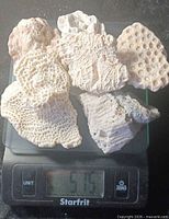 Group of coral pieces on scale reading 515 g