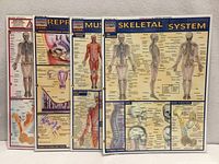 All four laminated anatomy charts fanned
