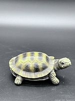 angled view showing entire turtle shell coloration and body