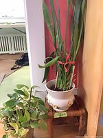 Both potted plants; stand visible