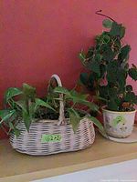 Both live potted plants, basket left, teacup right