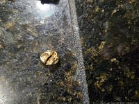 Top view of gold molar crown on dark surface