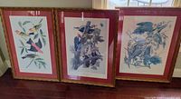 Front view of all three framed bird prints against wall