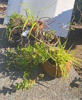 Group of five potted plants on ground